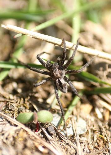 Thanatus formicinus